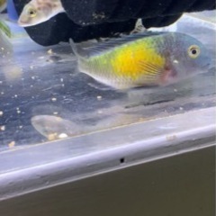 アフリカンシクリッド WILDトロフェウスイエローグリーン8-10㎝