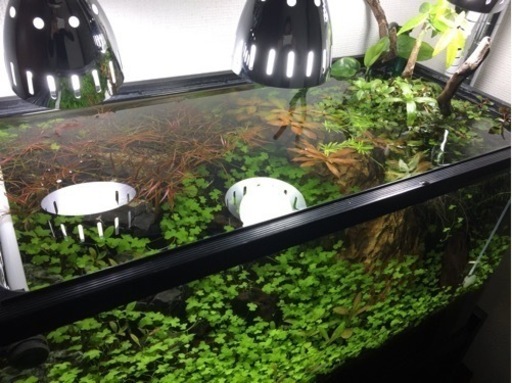 60センチ　水槽\u0026水槽台\u0026外部フィルター\u0026その他