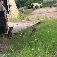 外で暮らしている猫たちに大きいコンテナハウスを作る予定です