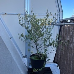 観葉植物（オリーブの木〕差し上げます