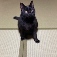 人懐こい黒猫ちゃん