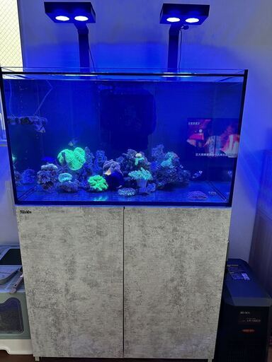 取引限定 中古 Red Sea海水魚 サンゴ 生体　　　　　バラ売り不可