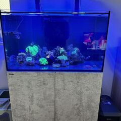 【ネット決済】取引限定 中古 Red Sea海水魚 サンゴ 生体...