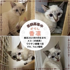 子猫　グレー　シャム系　1月譲渡会参加