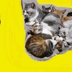 8匹家族☆ココちゃん♀☆推定4才☆ - 猫