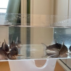 受渡し予定者あり）コリドラス アンチェスター7匹