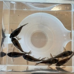 受渡し予定者あり）コリドラス アンチェスター7匹