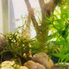 1月4.5日（木、金）　新春　ボトルテラリウム教室　水草　植物 アクアリウム 苔 の画像