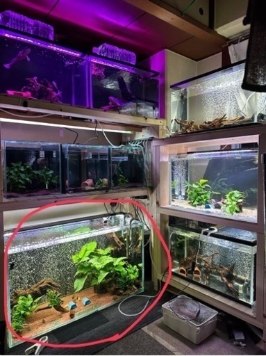 GEX900水槽 赤丸で囲ってるやつです!!