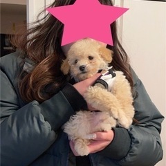 犬安格10万から！業界最安値のブリーダーの画像