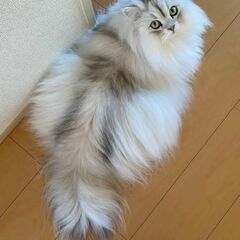 【里親様募集中】ペルシャMIX2ヶ月の子猫！ - 遠野市