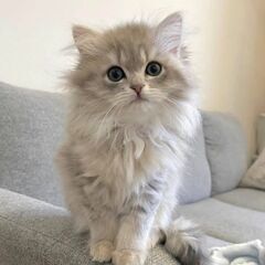 【里親様募集中】ペルシャMIX2ヶ月の子猫！ - 猫