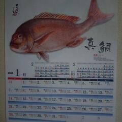 2024 　ポイント　魚拓カレンダー　