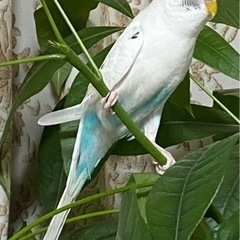 白いセキセイインコを探しています。