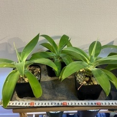 アガベ  アテナータ　子株　鉢ごと　観葉植物