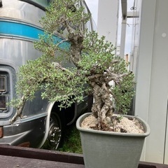 盆栽ハマシタン ソテツ