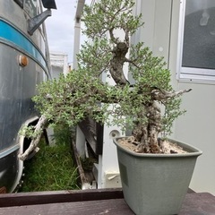 盆栽ハマシタン　ソテツ 盆栽ハマシタン ソテツ