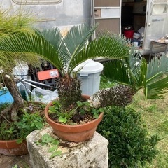 盆栽ハマシタン ソテツ
