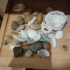 きれいな石、貝殻