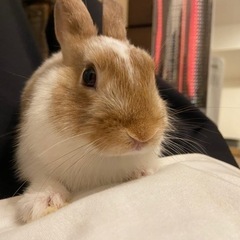 【里親募集】ミニウサギ（オス）1才4ヶ月