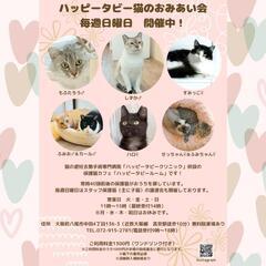 動物病院の保護猫譲渡会　１月14日、21日、28日