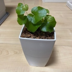 観葉植物　アフリカ亀甲竜