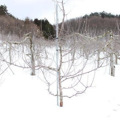 りんご　剪定作業　致します。