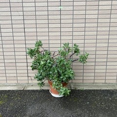 観葉植物 多肉植物 カネノナルキ E