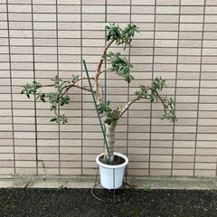 観葉植物 多肉植物 カネノナルキ C