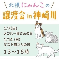1月7日猫譲渡会in淀川区神崎川