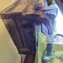 水槽、生体セット