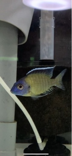 アフリカンシクリッド  アウロノカラスデベニーウジスヤ　#6 WILD F1 、7㎝　写真個体販売 アフリカンシクリッド アウロノカラスデベニーウジスヤ #6 WILD F1 、7