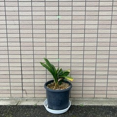 観葉植物A 正体不明です クンシランでしょうか？