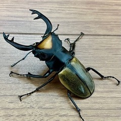 ヘラクレスヘラクレス♂♀＋詰め合わせ【完売御礼】