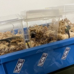 ヘラクレスヘラクレス♂♀＋詰め合わせ【完売御礼】