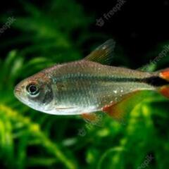 ブエノスアイレステトラ　カラシン 水槽 小型美魚