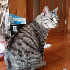 キジ猫さんの里親募集中