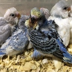 セキセイインコ　雛