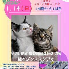 【柏市】1/14　(日)　根本ダンススタジオ保護猫譲渡会