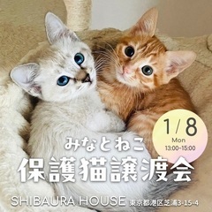 1/8(月・祝)13:00-15:00 みなとねこ保護猫譲渡会@東京芝浦の画像