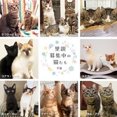 1/8(月・祝)13:00-15:00 みなとねこ保護猫譲渡会@東京芝浦 - その他