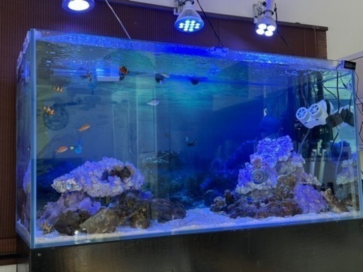 海水魚　生体