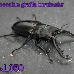 ギラファノコギリクワガタ（ジャワ産）　オス1（体長約83mm）＋...