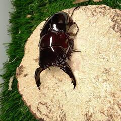 赤レギウスペア