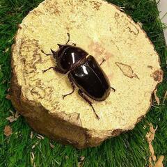 赤レギウスペア