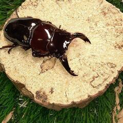 赤レギウスペア