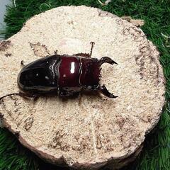 赤レギウスペア