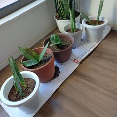 観葉植物　５鉢分1000円