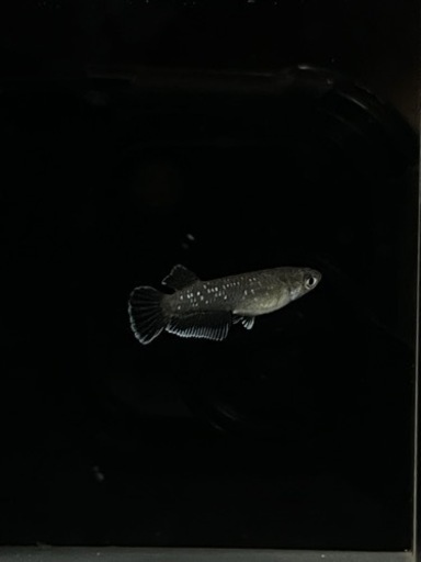 フロマージュ　キッシング  若魚　1ペア　現物