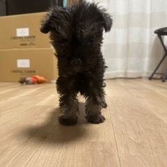 【飼い主様決まりました】Mシュナウザーのくろみちゃん🫧